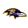 Baltimore Ravens