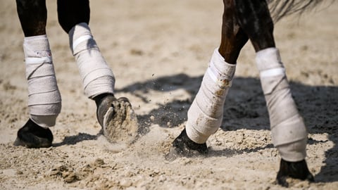 Jockey Club Gold Cup at Saratoga | Free Horse Racing Picks
