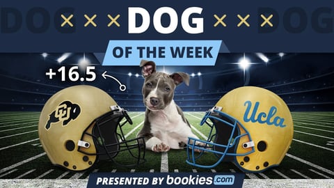 College Football Dog Of The Week: Colorado & 'Bevo'